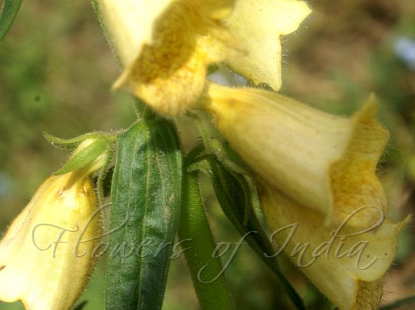 Large Yellow Foxglove